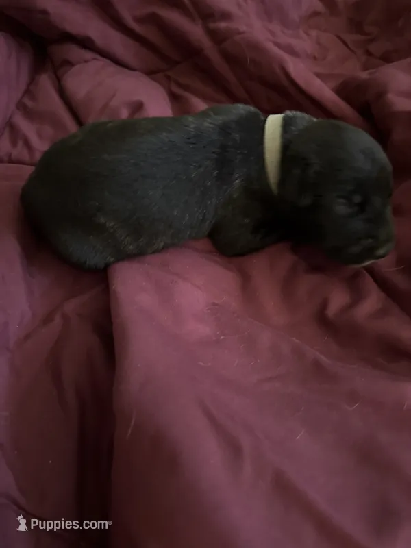 Tan male – Irish Wolfhound puppy for sale in Vacaville, CA