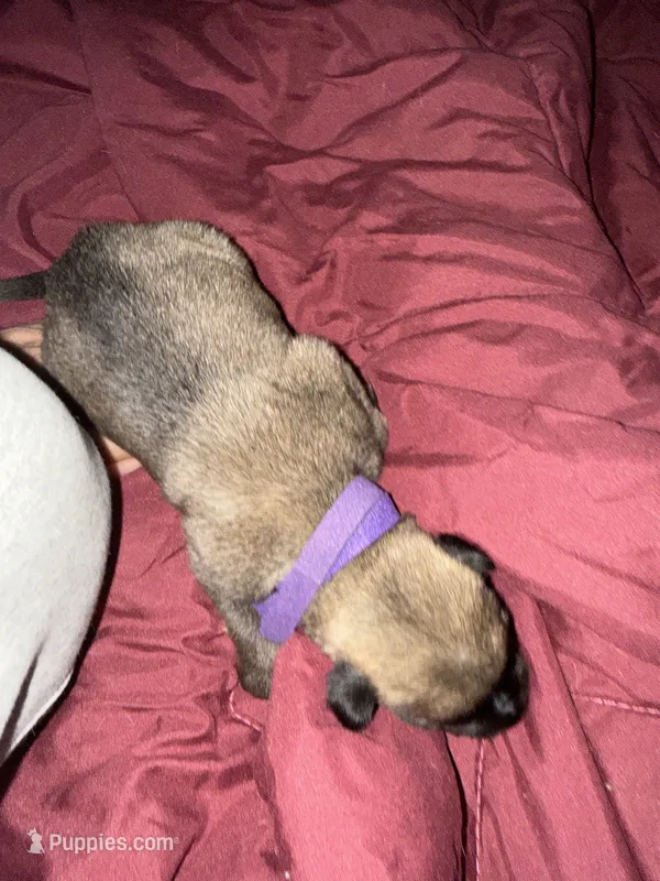 Purple male  – Irish Wolfhound puppy for sale in Vacaville, CA