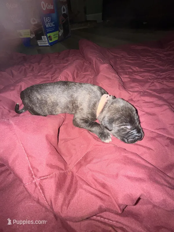 Pink male  – Irish Wolfhound puppy for sale in Vacaville, CA