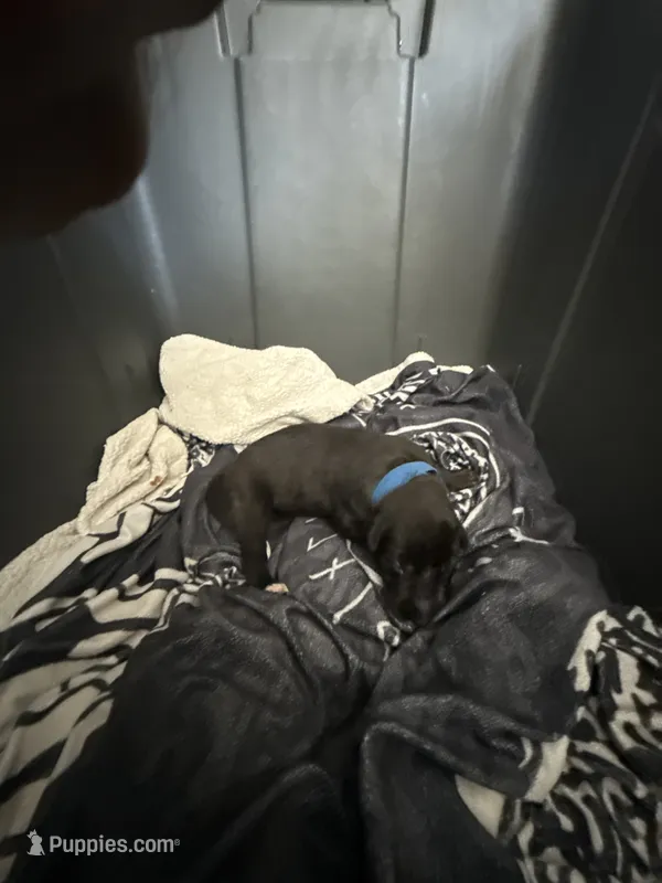 Blue female – Irish Wolfhound puppy for sale in Vacaville, CA