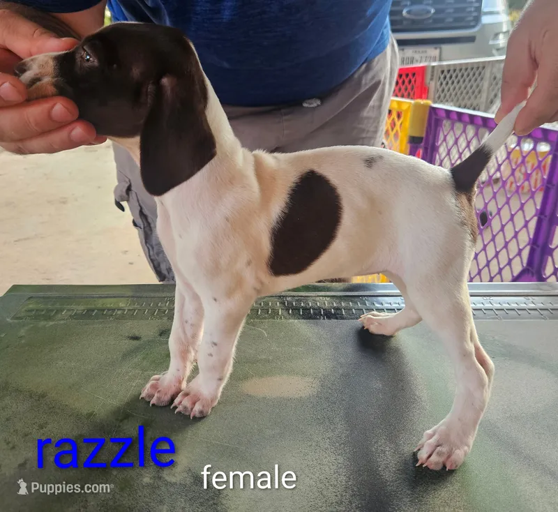 Razzle – German Shorthaired Pointer puppy for sale in Hawley, TX