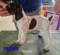 Razzle, a female German Shorthaired Pointer for sale in Hawley, TX – 1 of 2