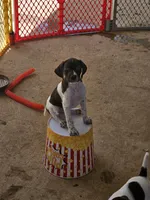 MM, a male German Shorthaired Pointer for sale in Hawley, TX – 3 of 3
