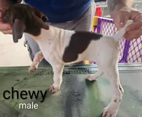Chewy, a male German Shorthaired Pointer for sale in Hawley, TX – 2 of 2