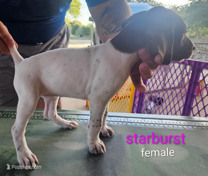 Starburst – German Shorthaired Pointer puppy for sale in Hawley, TX