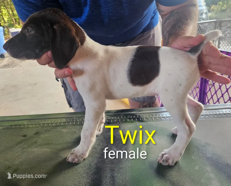 TWIX – German Shorthaired Pointer puppy for sale in Hawley, TX
