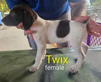 TWIX, a female German Shorthaired Pointer for sale in Hawley, TX – 3 of 3
