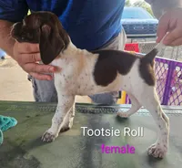 Tootsie Roll, a female German Shorthaired Pointer for sale in Hawley, TX – 2 of 2
