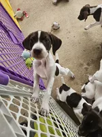 Razzle, a female German Shorthaired Pointer for sale in Hawley, TX – 2 of 2