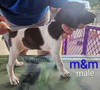 MM, a male German Shorthaired Pointer for sale in Hawley, TX – 2 of 3