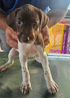 Starburst, a female German Shorthaired Pointer for sale in Hawley, TX – 2 of 3