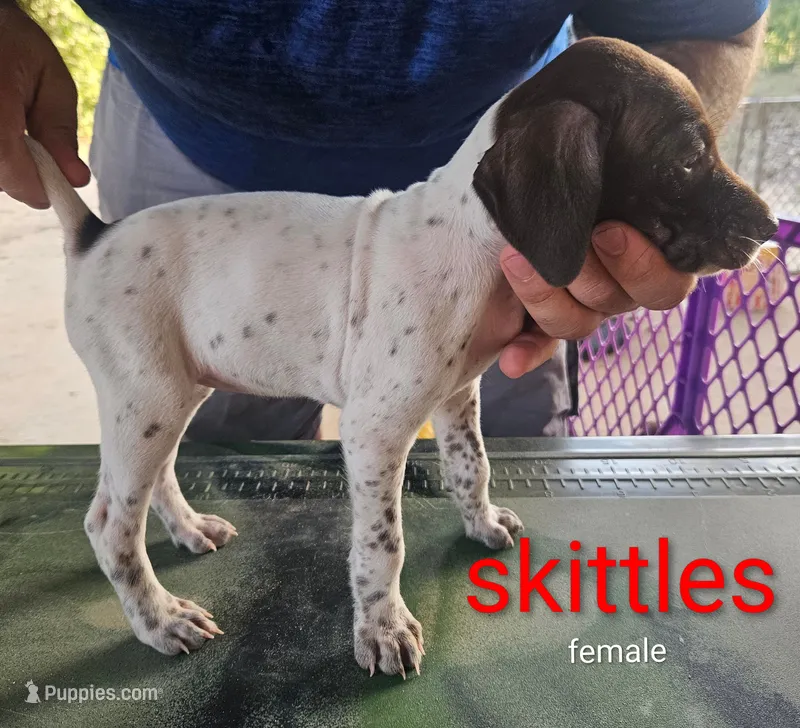Skittles – German Shorthaired Pointer puppy for sale in Hawley, TX