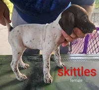 Skittles, a female German Shorthaired Pointer for sale in Hawley, TX – 1 of 1