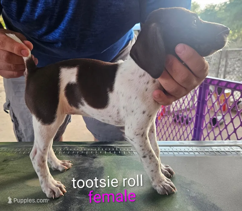 Tootsie Roll – German Shorthaired Pointer puppy for sale in Hawley, TX