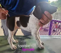 Tootsie Roll, a female German Shorthaired Pointer for sale in Hawley, TX – 1 of 2