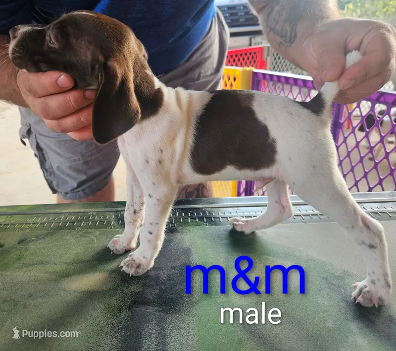 MM – German Shorthaired Pointer puppy for sale in Hawley, TX