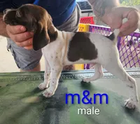 MM, a male German Shorthaired Pointer for sale in Hawley, TX – 1 of 3