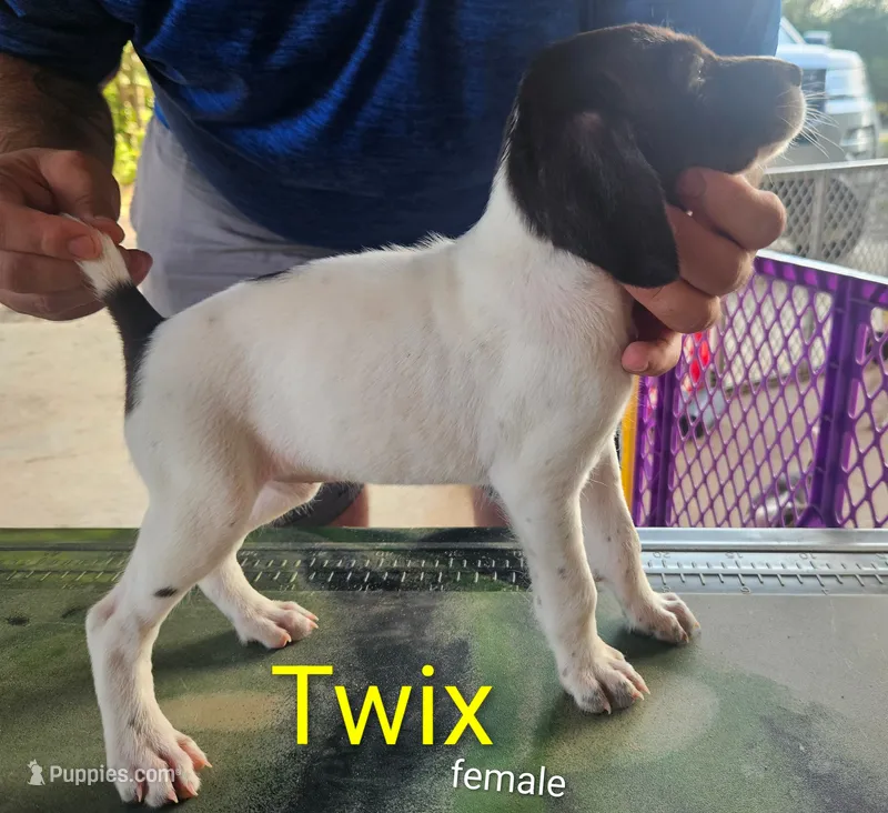 TWIX – German Shorthaired Pointer puppy for sale in Hawley, TX