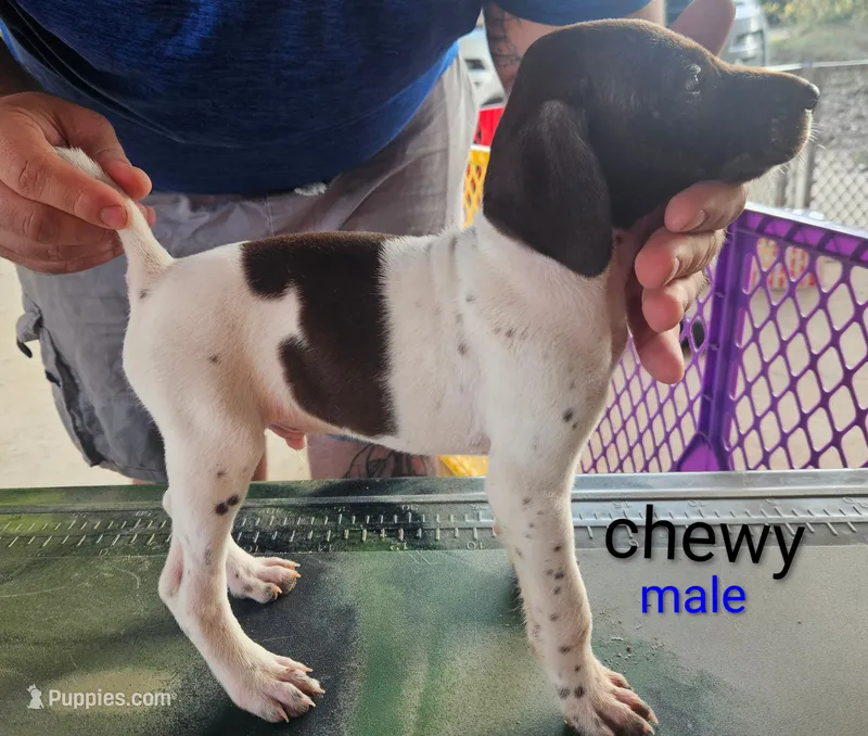 Chewy – German Shorthaired Pointer puppy for sale in Hawley, TX