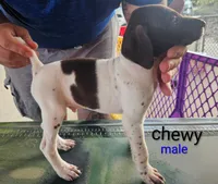 Chewy, a male German Shorthaired Pointer for sale in Hawley, TX – 1 of 2
