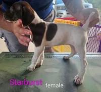 Starburst, a female German Shorthaired Pointer for sale in Hawley, TX – 3 of 3