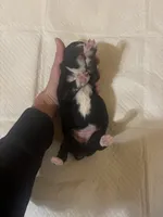 Bo Peep, a female Miniature Australian Shepherd for sale in Wills Point, TX – Photo 2 of 10