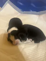 Bo Peep, a female Miniature Australian Shepherd for sale in Wills Point, TX – Photo 6 of 10