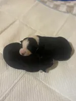 Bo Peep, a female Miniature Australian Shepherd for sale in Wills Point, TX – Photo 3 of 10