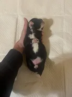 Bo Peep, a female Miniature Australian Shepherd for sale in Wills Point, TX – Photo 5 of 10