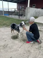 Bo Peep, a female Miniature Australian Shepherd for sale in Wills Point, TX – Photo 10 of 10