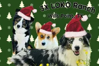 Bo Peep, a female Miniature Australian Shepherd for sale in Wills Point, TX – Photo 7 of 10