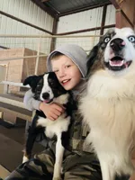 Bo Peep, a female Miniature Australian Shepherd for sale in Wills Point, TX – Photo 8 of 10