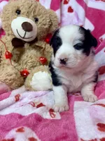 processed/ca2f96f3-2bee-4512-a6cc-4edf18500b5e/listing/97f01ee0-f6ef-4ad0-898d-d151d3b38812/8fecac19-0b5a-42d4-b4f4-1c65b1b587be