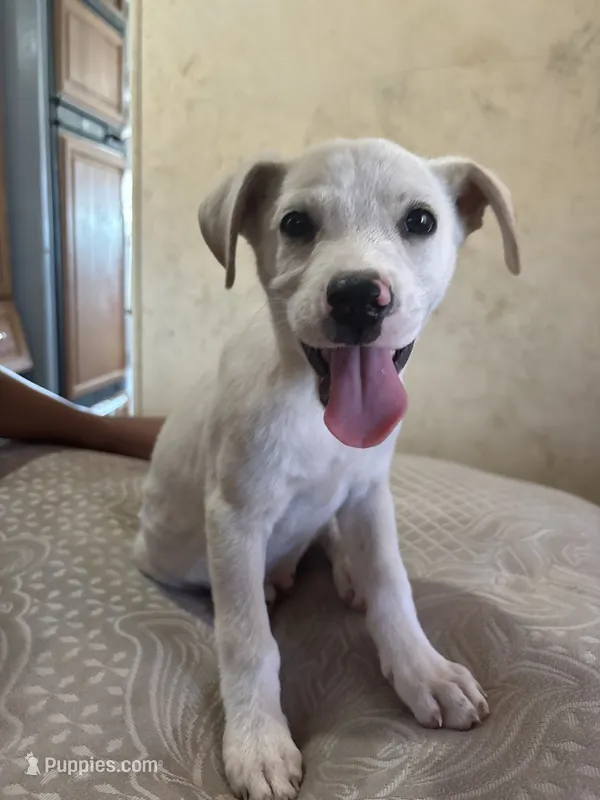 Guero  – German Shepherd Dog, American Pit Bull Terrier puppy for sale in Los Angeles, CA