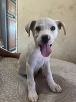 Guero , a male German Shepherd Dog and American Pit Bull Terrier for sale in Los Angeles, CA – 1 of 1