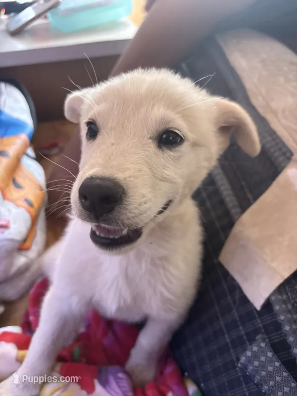 Loba – German Shepherd Dog, American Pit Bull Terrier puppy for sale in Los Angeles, CA