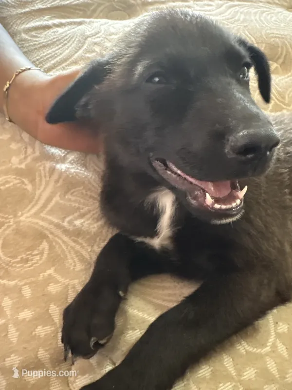 Chupirula – German Shepherd Dog, American Pit Bull Terrier puppy for sale in Los Angeles, CA