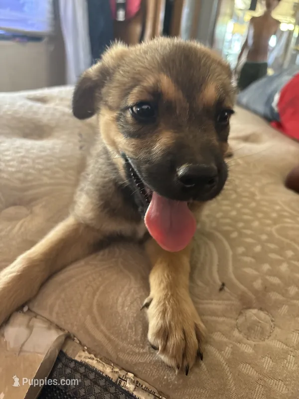 Racky – German Shepherd Dog, American Pit Bull Terrier puppy for sale in Los Angeles, CA