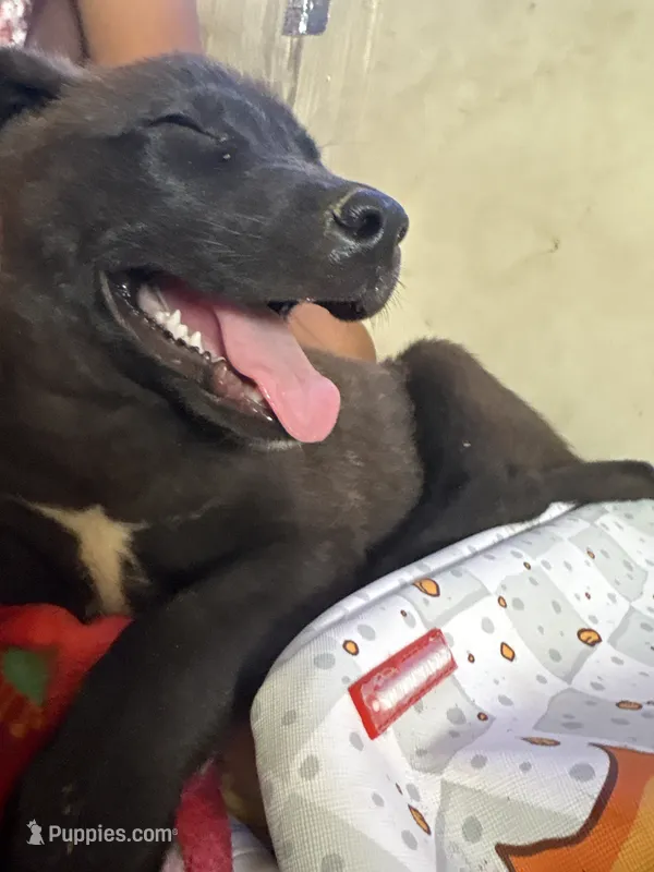 Negro – German Shepherd Dog, American Pit Bull Terrier puppy for sale in Los Angeles, CA