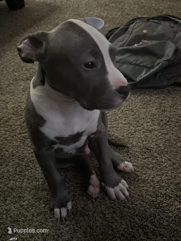 Tank – American Bully, American Pit Bull Terrier puppy for sale in Romulus, MI
