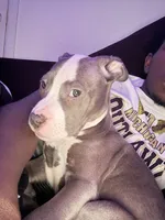 Tank, a male American Bully and American Pit Bull Terrier for sale in Romulus, MI – Photo 2 of 4