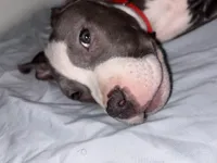 Tank, a male American Bully and American Pit Bull Terrier for sale in Romulus, MI – Photo 3 of 4