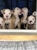 Boy, a male American Bulldog for sale in Brooklet, GA – 3 of 5