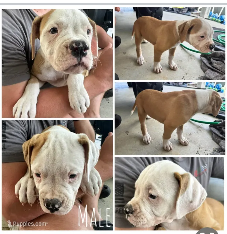 American bulldog – American Bulldog puppy for sale in Brooklet, GA