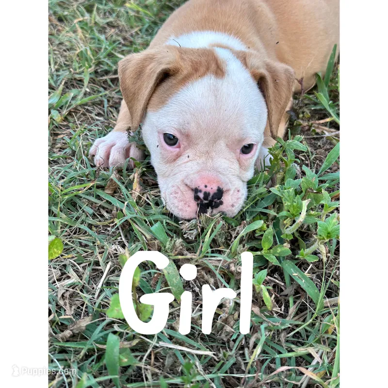 Boy – American Bulldog puppy for sale in Brooklet, GA