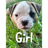Boy, a male American Bulldog for sale in Brooklet, GA – 5 of 5