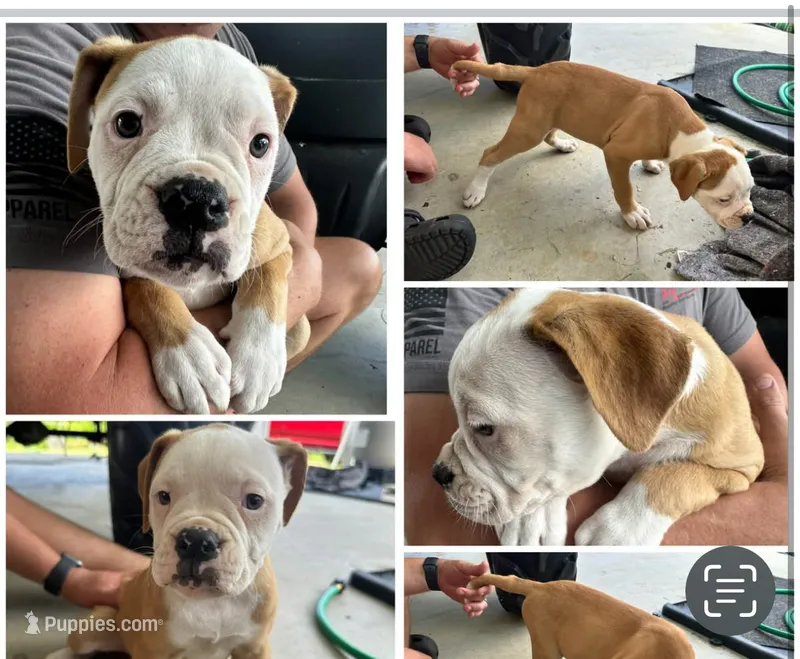 American bulldog – American Bulldog puppy for sale in Brooklet, GA