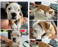 American bulldog, a female American Bulldog for sale in Brooklet, GA – 1 of 1