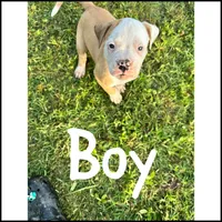 Boy, a male American Bulldog for sale in Brooklet, GA – 2 of 5