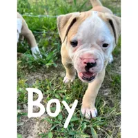 Boy, a male American Bulldog for sale in Brooklet, GA – 4 of 5